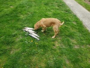 A dog eats a dead fish.