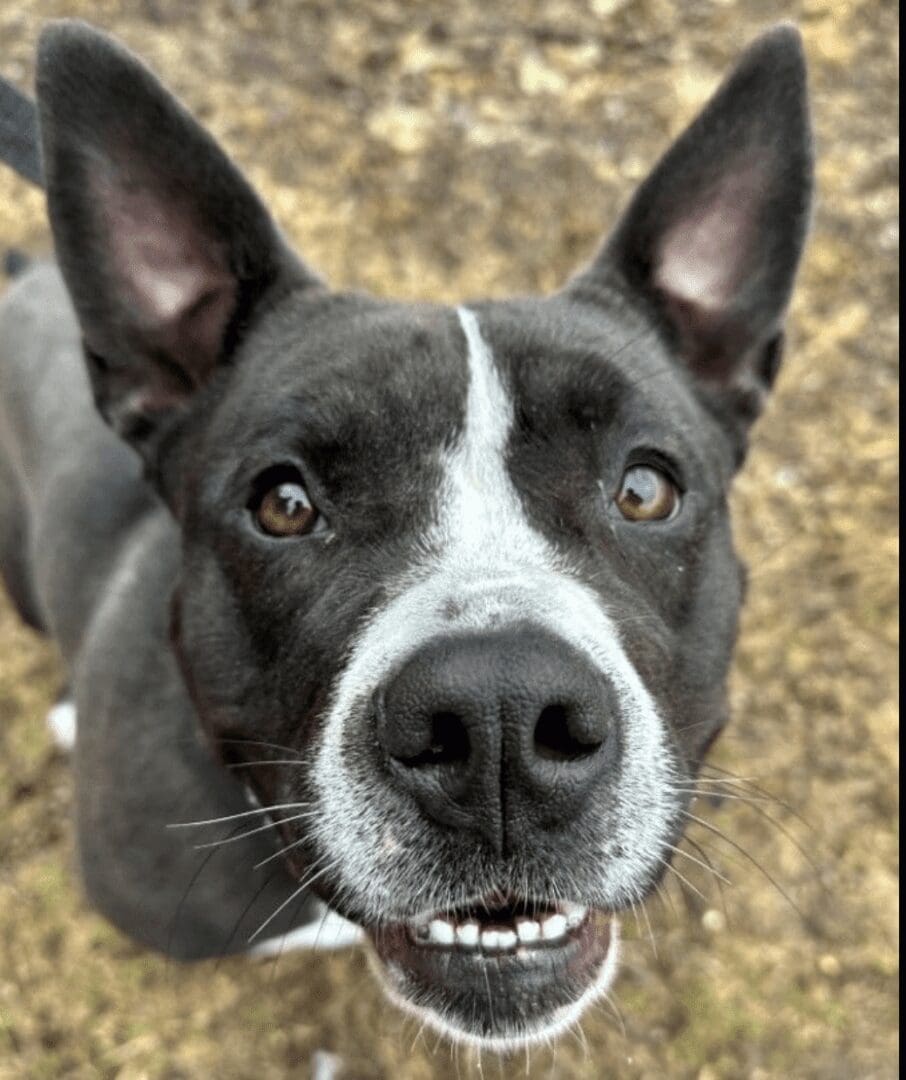 A black and white dog looking at the camera.