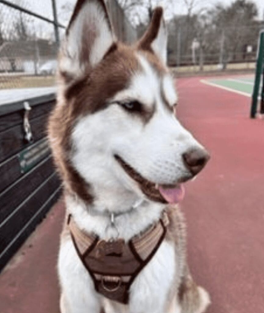 husky