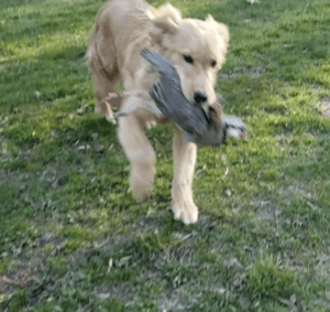 A golden retriever showcasing its hunting skills with a bird in its mouth.