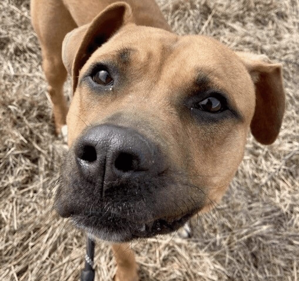 A brown dog is standing in a field looking at the camera.