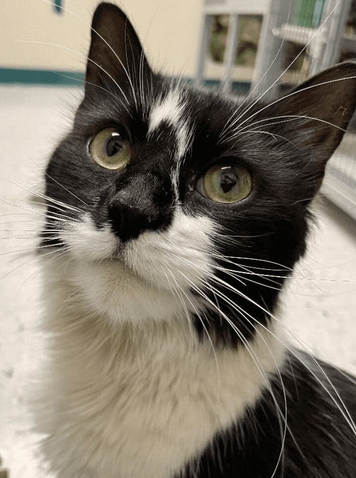 A black and white cat looking at the camera.