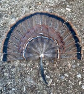 A turkey feather lying on the ground.
