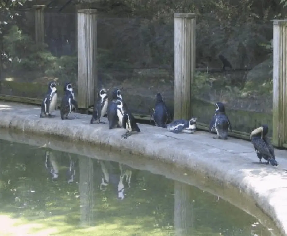 Penguins in the zoo are fascinating creatures to observe.