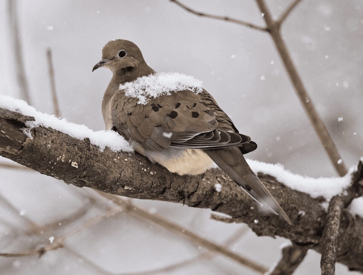 A dove sitting on a branch covered in snow.