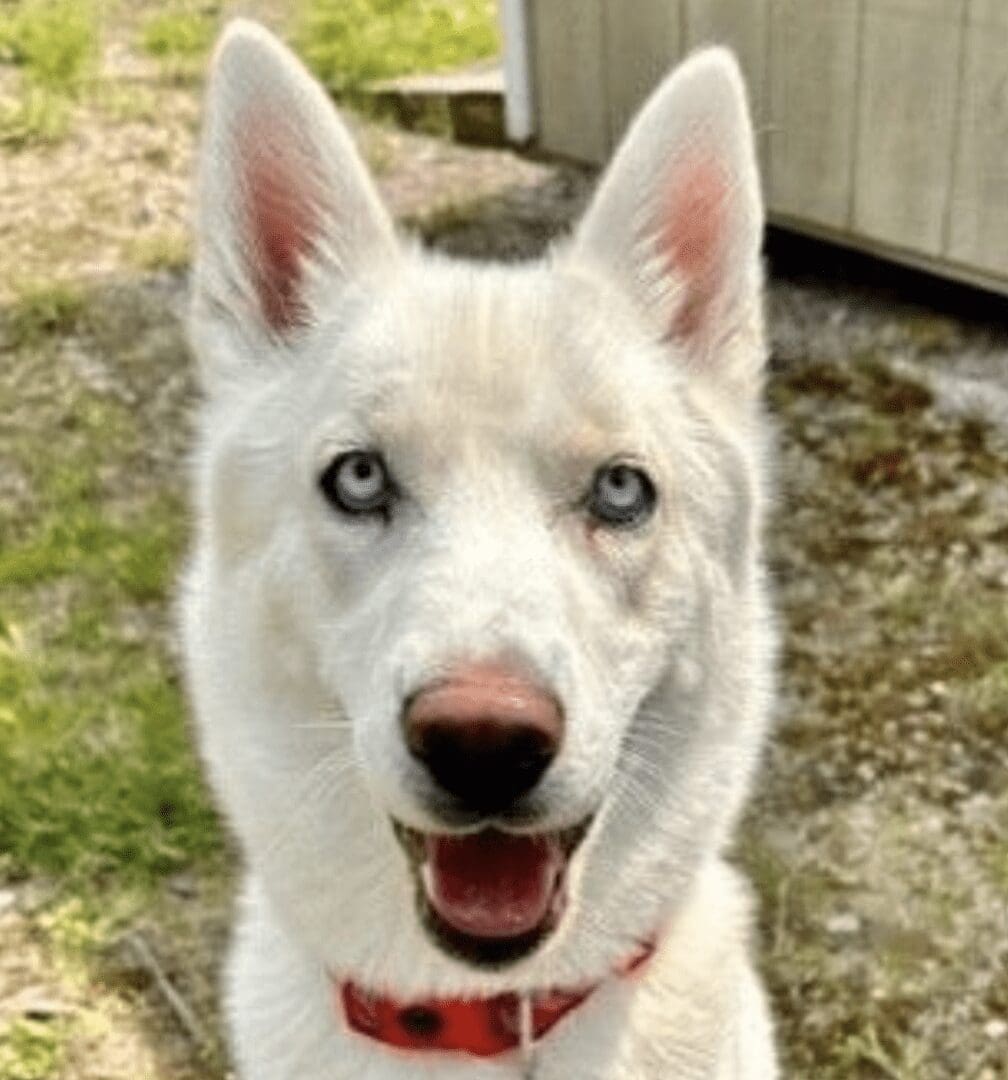 A white dog with blue eyes and a red collar available for pet adoption.