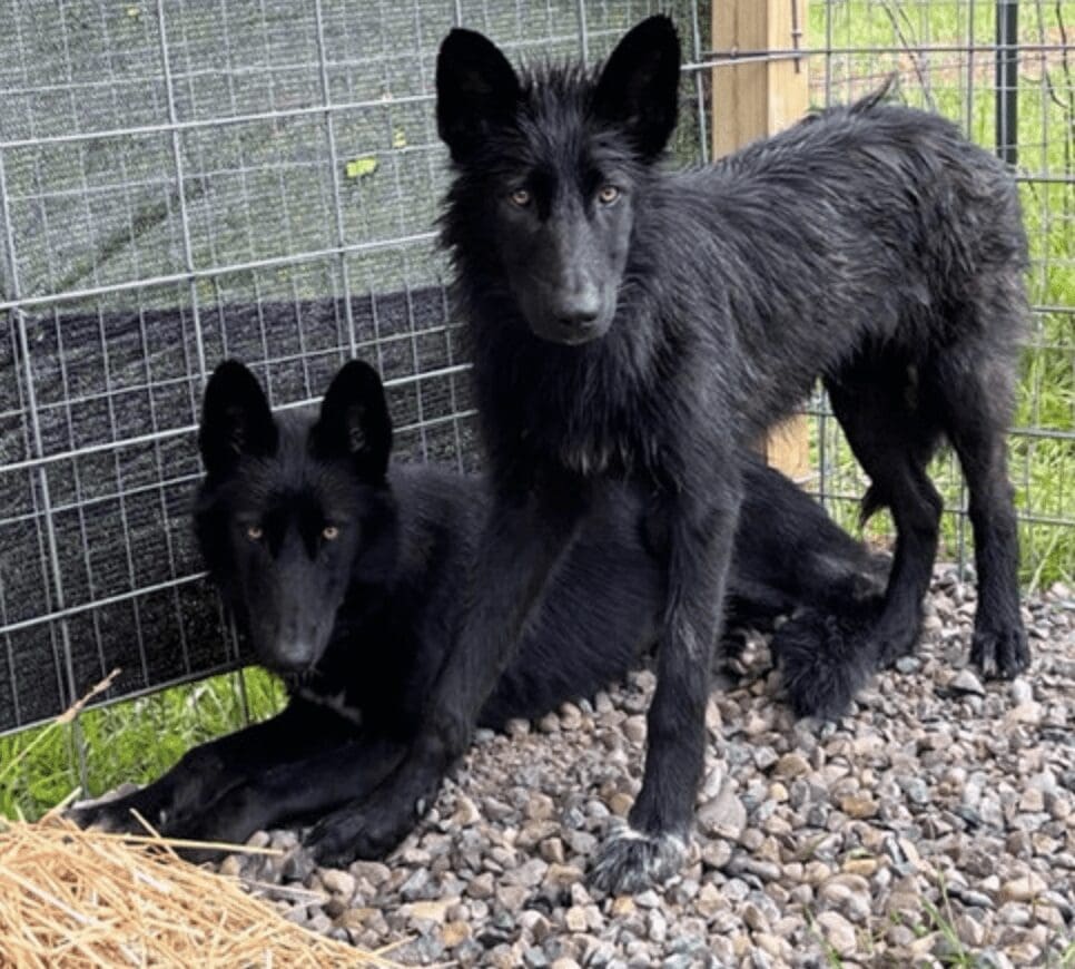 Two black wolfdogs standing next to each other in a cage.