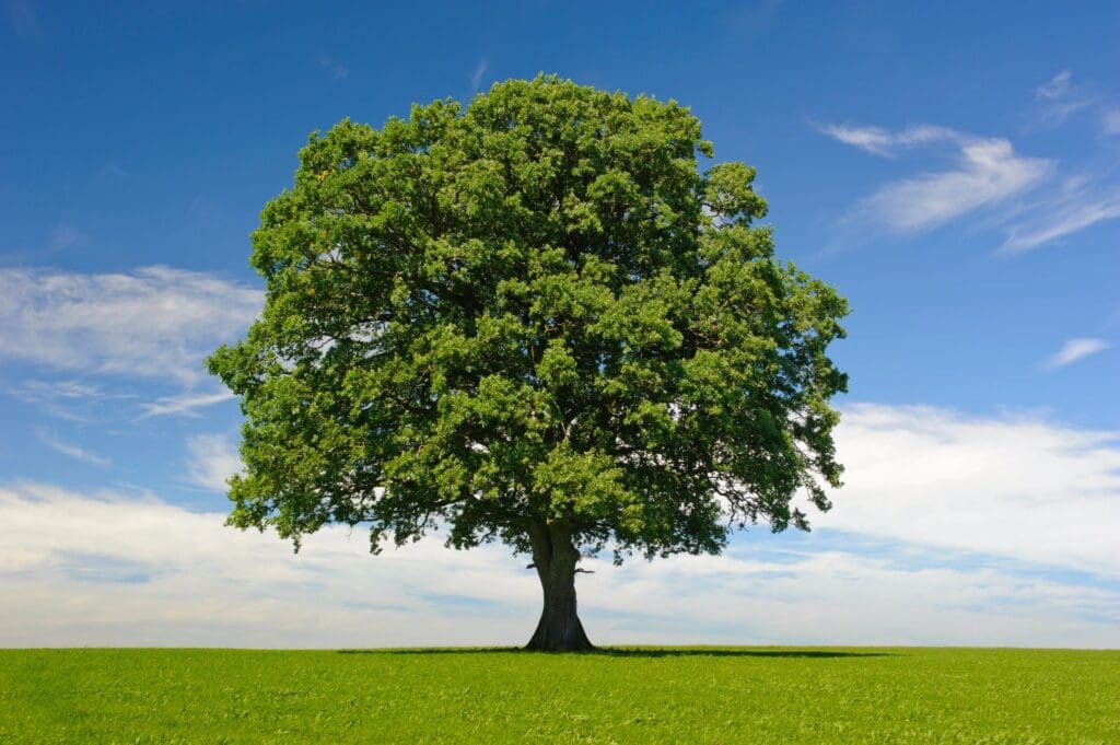 A lone tree on a green field with a blue sky.