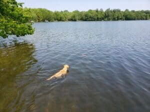 A golden retriever swimming in a lake.
