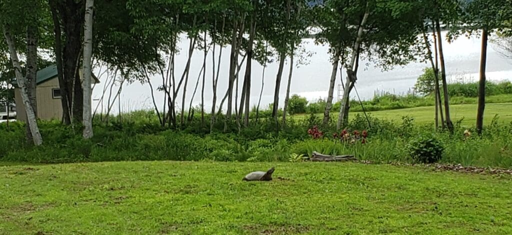 A turtle is sitting in the grass next to a lake.