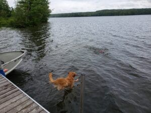 A dog jumping into a body of water.