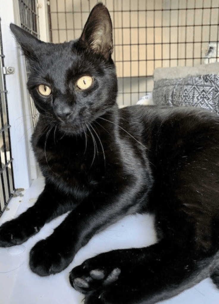 A black cat laying on top of a cage.