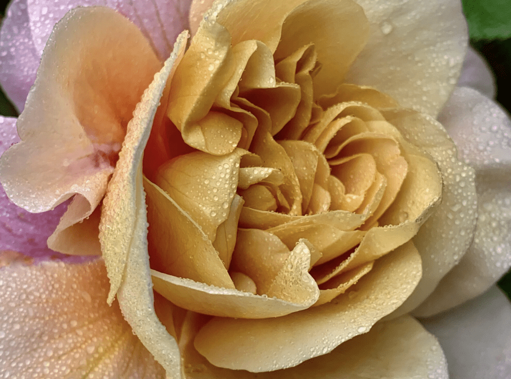 A close up of a yellow rose with water droplets.