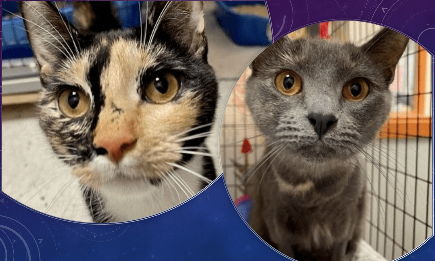 Two cats locked in a cage gaze at each other.