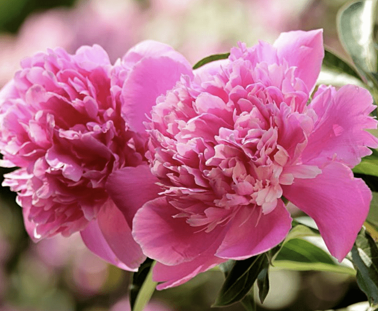 Two beautiful peonies are blooming in a garden.