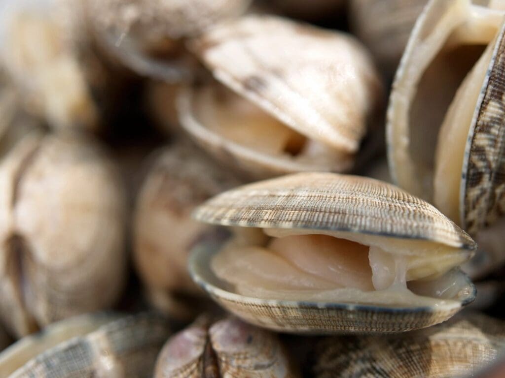 A close up of clams in a bowl.