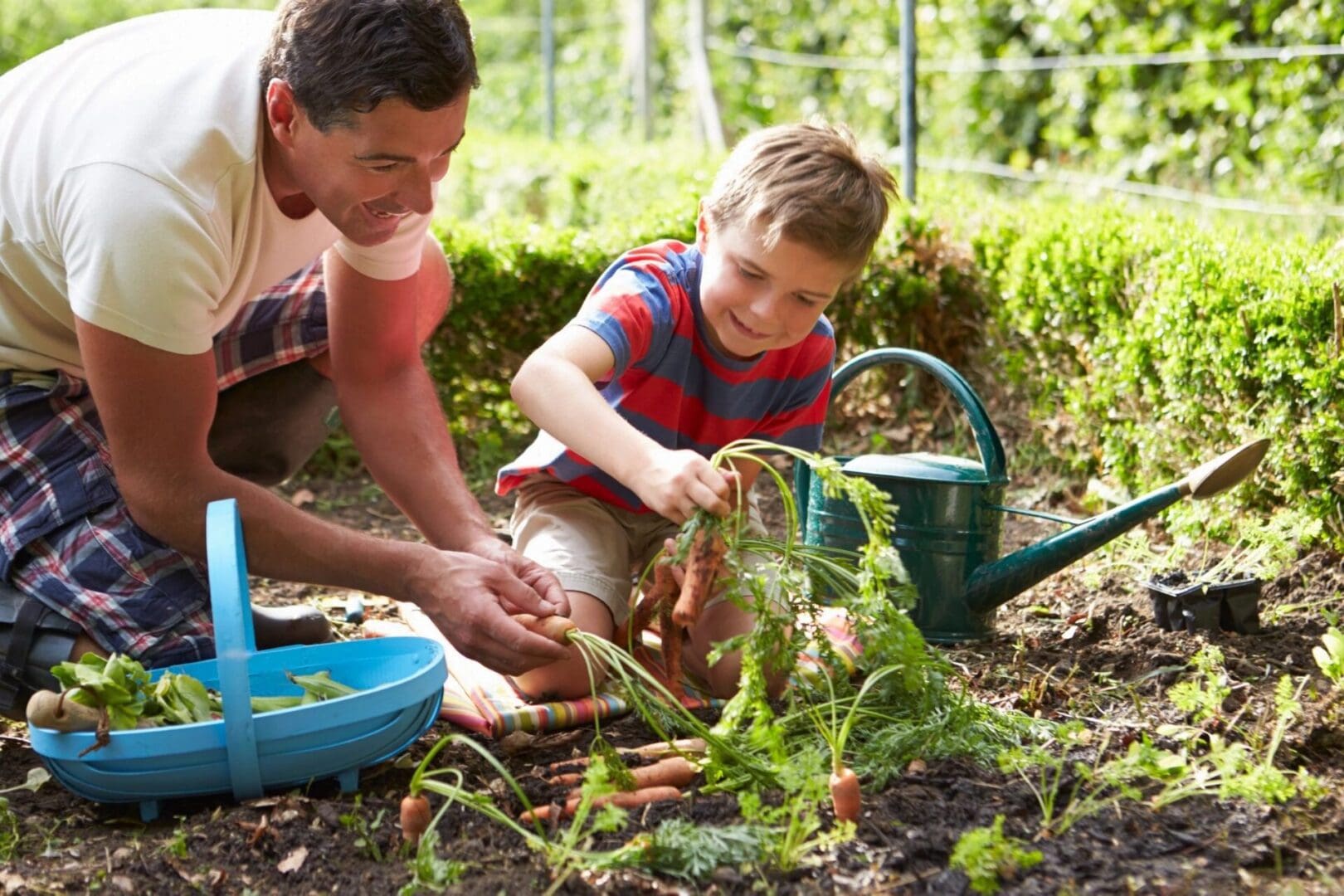 Father and son watering carrots in the garden.