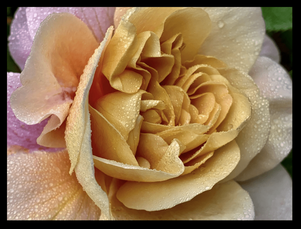 A close up of a yellow rose with water droplets.