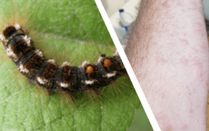 A picture of a caterpillar on a person's arm and a picture of a caterpillar on a leaf, both taken outdoors in RI.