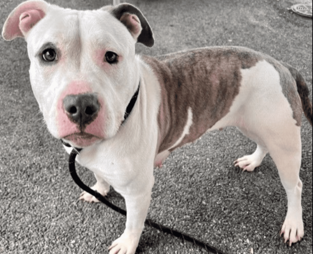 A black and white photo of a rescue dog on a leash.