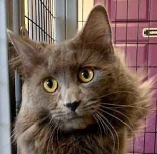 A gray cat with yellow eyes sitting in a cage, available for cat adoption.