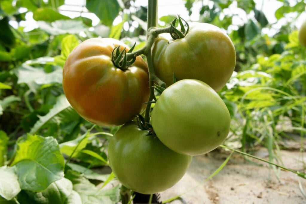 A group of green and brown tomatoes growing in a field.