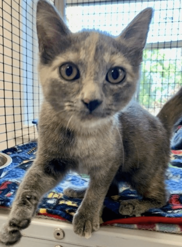 A gray kitten standing on top of a cage.
