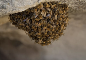 A group of bees hanging from a rock in an outdoor setting.