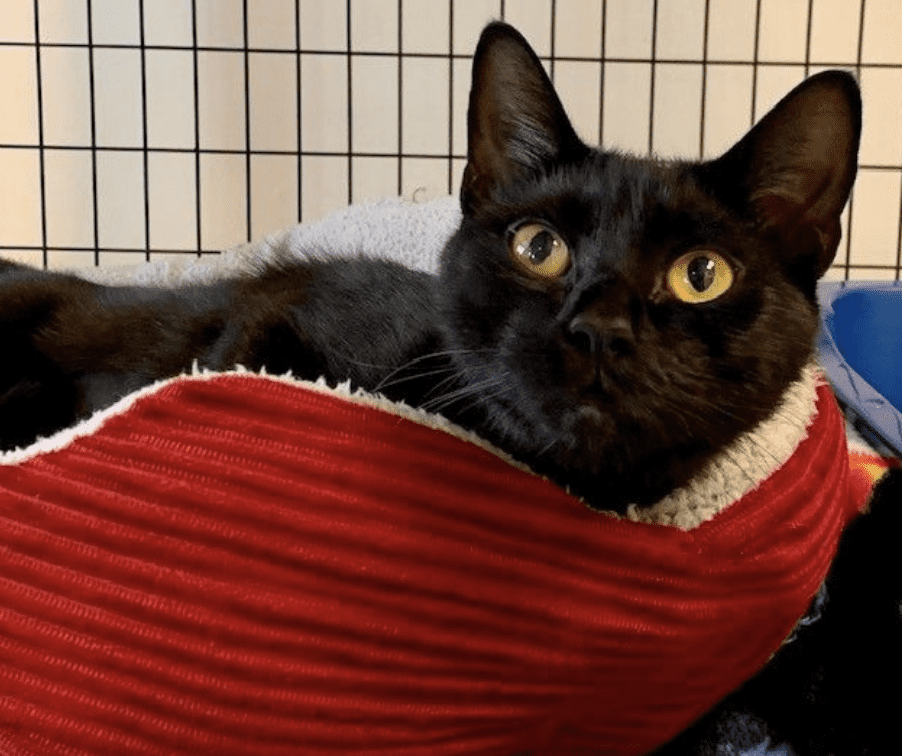 A black cat lounging on a red bed, available for cat adoption.