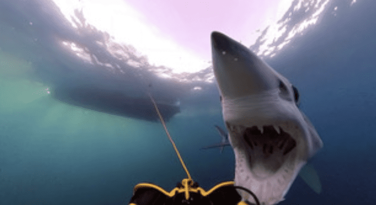 Mako sharks shark shark shark shark shark shark shark shark shark.