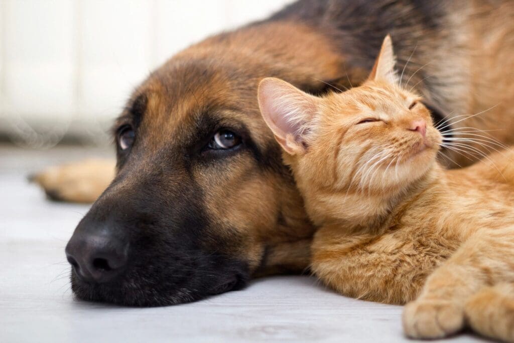 A dog and a cat laying next to each other.