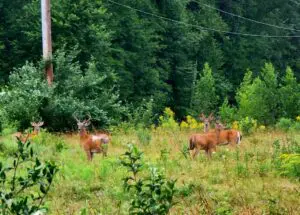 A group of deer standing in a field near a telephone pole, showcasing peaceful coexistence with nature.