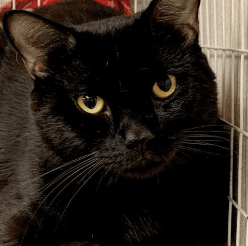 A black cat available for adoption, peacefully laying in a cage.