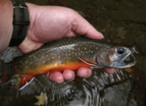 A person holding a brook trout in their hand outdoors.