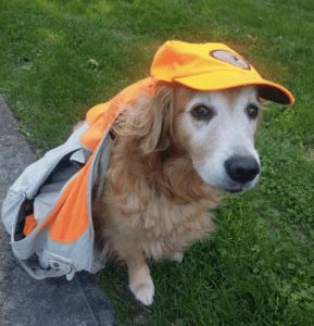 A dog wearing a hat.