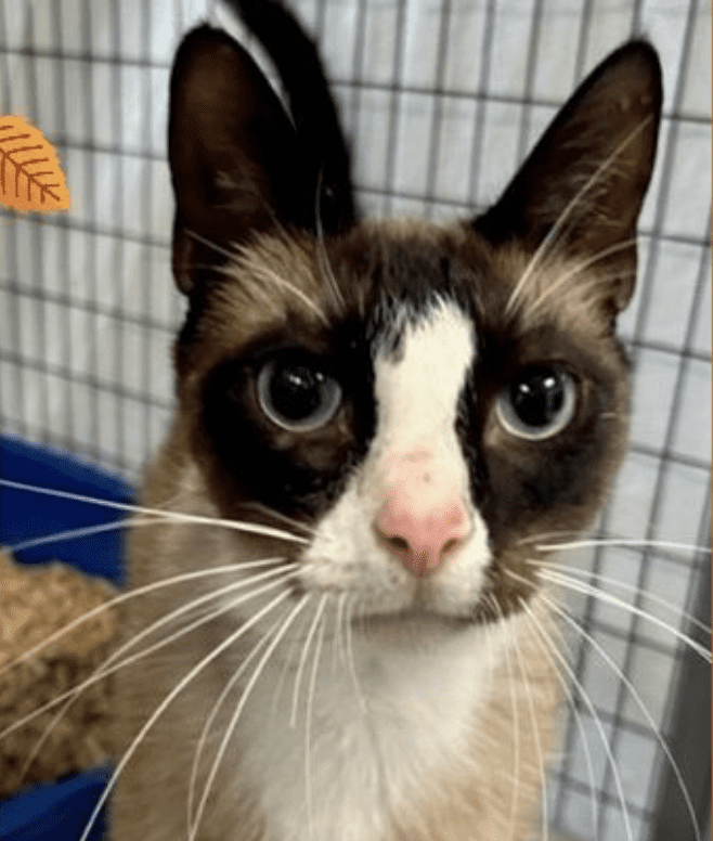 A siamese cat is standing in a cage.