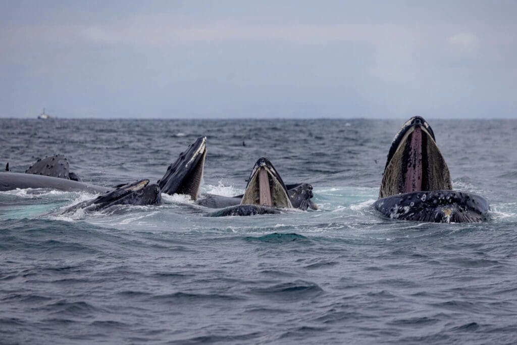 Four humpback whales with their mouths open in the ocean.