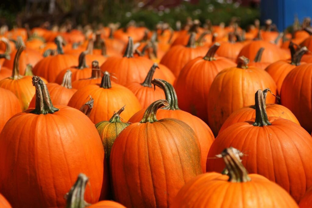 Many orange pumpkins are lined up in a field.