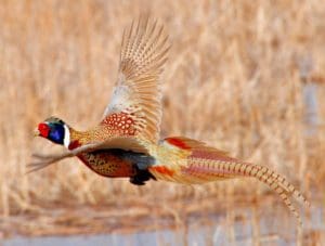 A pheasant flying over a field of reeds.