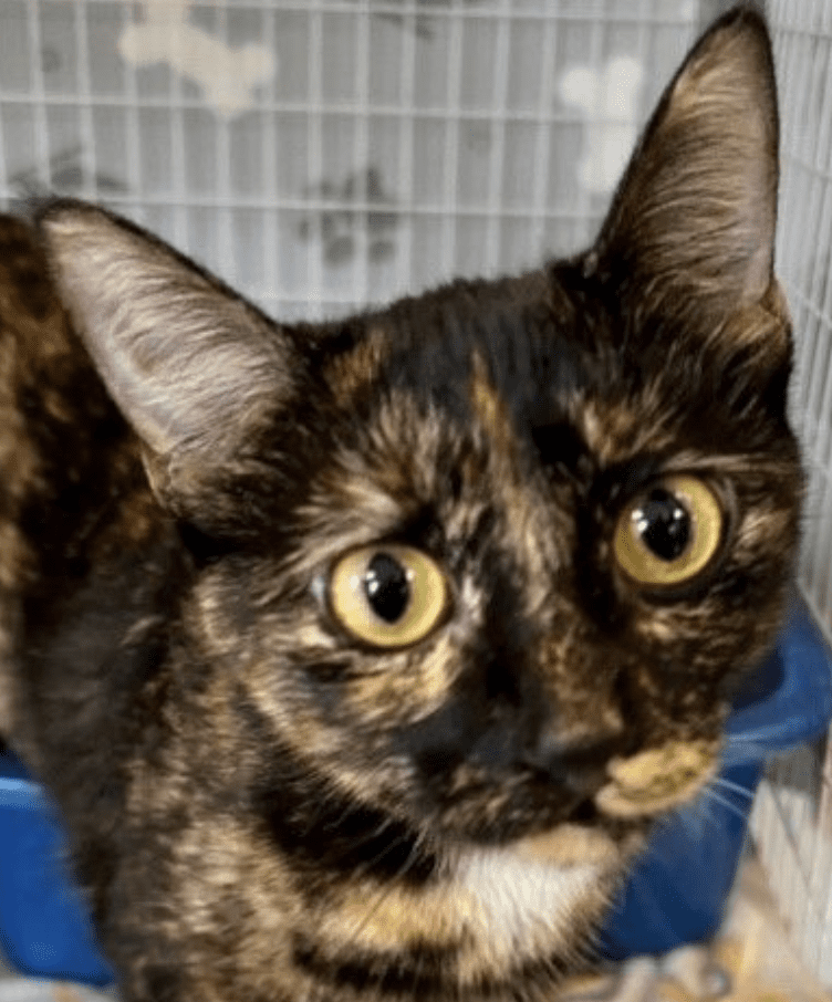 A black and brown cat sitting in a cage.