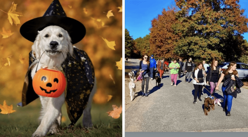 Two pictures of people and dogs dressed up for Halloween.