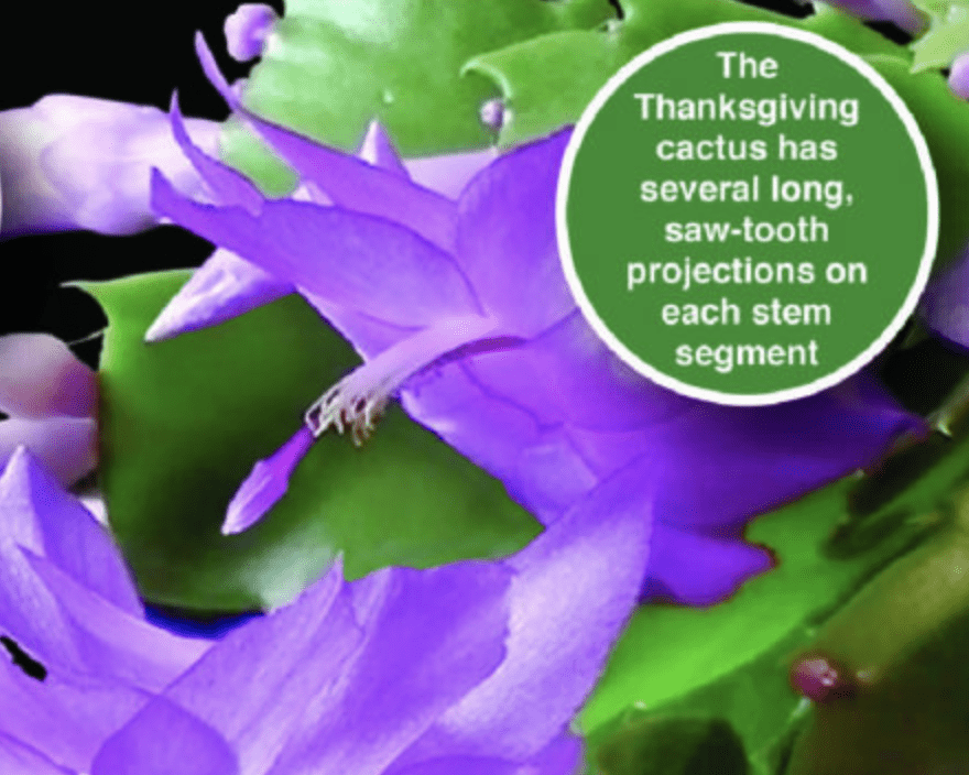 A purple cactus plant with swaths and teeth.