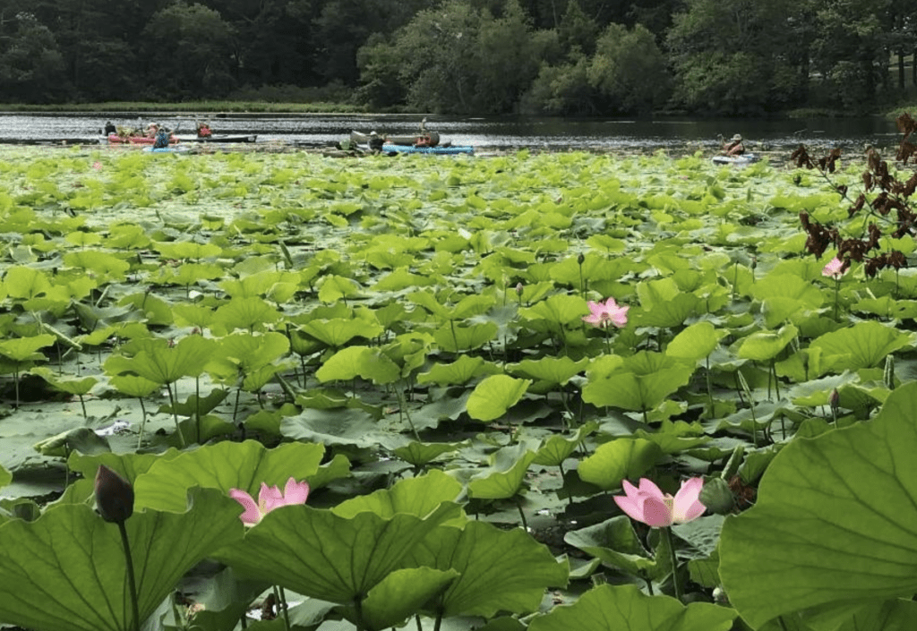 Meshanticut Lake is a picturesque body of water adorned with an abundance of pink lotus leaves.