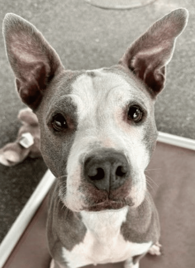 A black and white photo of a pit bull terrier, a pet.