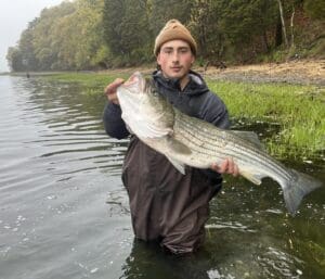 A man holding a large striped bass in the water.
