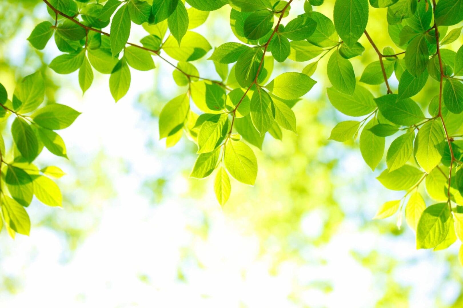 Green leaves on a branch in the sun.