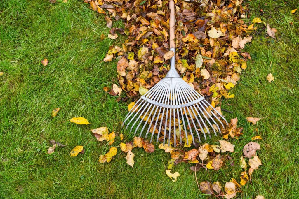 A rake laying on the grass with autumn leaves.