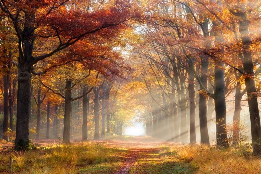 Rays of light shine through the trees in an autumn forest.