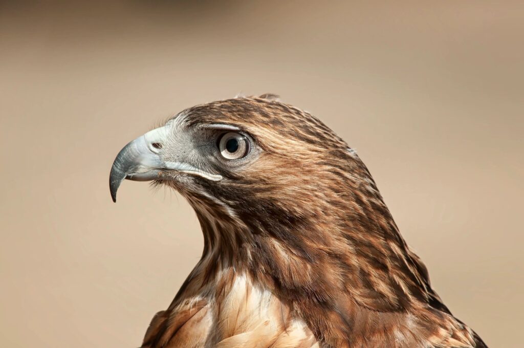 A close up of a red tailed hawk.