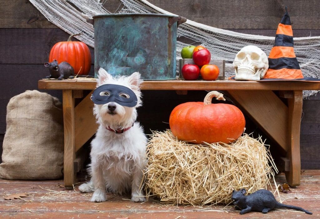 A white dog wearing a halloween mask.